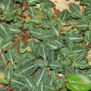 20 Rattlesnake Orchid Bulbs – Live Plant – Zones 4-8 – Full Sun to Partial Shade - Image 1