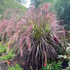 20 Red Fountain Grass Bare Root Plugs - Ornamental Plant, Fall Color - Image 4