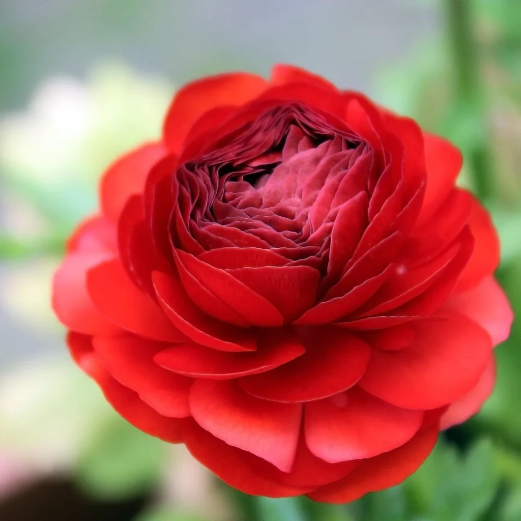 Red Ranunculus Bulbs - 20 Pack Jumbo Size for Vibrant Blooms