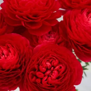 20 Red Ranunculus Bulbs - Jumbo Size for Garden & Cut Flowers - Image 3
