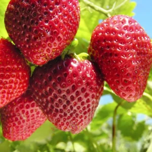 20 Sequoia Strawberry Bare Roots - Sweet & High-Yielding Fruit Plants - Image 1