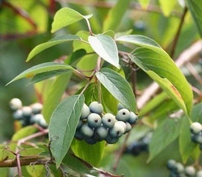 20 Silky Dogwood Bare Root Seedlings 1-2' – Cornus amomum – Native Outdoor Shrub - Image 1