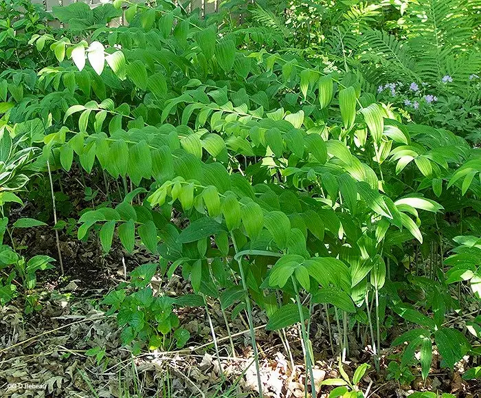 20 Solomon's Seal Bare Root Plants - Organic Polygonatum Biflorum - Image 2