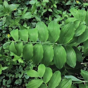 20 Solomon's Seal Bare Root Plants - Organic Polygonatum Biflorum - Image 4