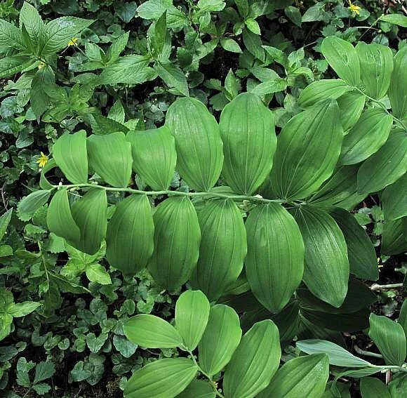 20 Solomon's Seal Bare Root Plants - Organic Polygonatum Biflorum - Image 4