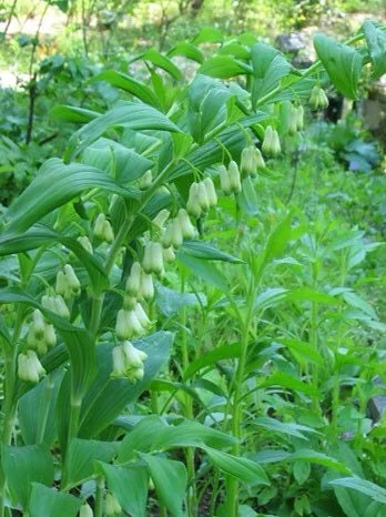 20 Solomon's Seal Bare Root Plants - Organic Polygonatum Biflorum - Image 6