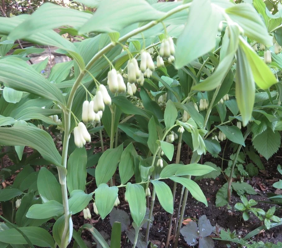 20 Solomon's Seal Bare Root Plants - Organic Polygonatum Biflorum - Image 7