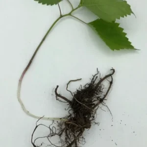 20 Stinging Nettle Bare Roots - Organic Urtica dioica Live Plants - Image 8