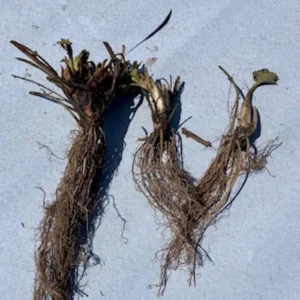 20 Surecrop Strawberry Bare Roots - Fragaria June-Bearing Berry Plant - Image 4