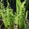 20 Tennessee Ostrich-Glade Fern Rhizomes – Perennial Deciduous Fern - Image 1