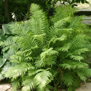 20 Tennessee Ostrich-Glade Fern Rhizomes – Perennial Deciduous Fern - Image 2