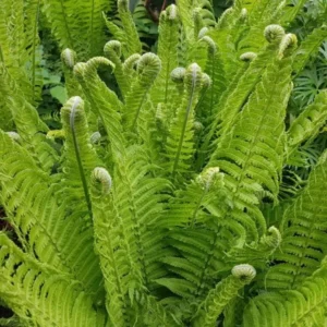 20 Tennessee Ostrich-Glade Fern Rhizomes – Perennial Deciduous Fern - Image 4