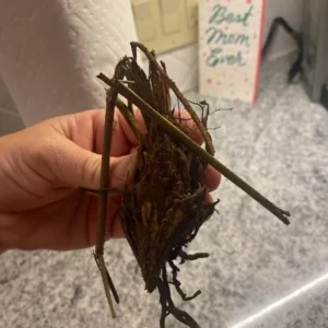 20 Tennessee Ostrich-Glade Fern Rhizomes – Perennial Deciduous Fern - Image 7