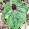 20 Toadshade Trillium Bulbs - Sessile Trillium for Shade Gardens, Zones 3-9 - Image 1