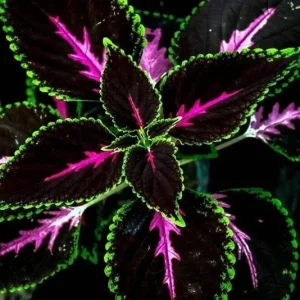 20 Tri-Color Coleus Seeds - Pink, Black & Green Foliage - Easy Grow Ornamental Perennial - Image 3