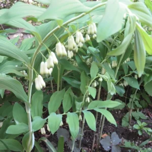 20 True Solomon's Seal Bare Root Plants - Native Wildflower Polygonatum Biflorum - Image 1