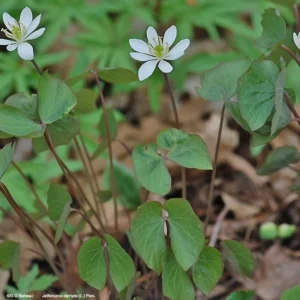 20 Twinleaf Bare Roots - Organic Jeffersonia Diphylla Wildflower Plant - Image 7