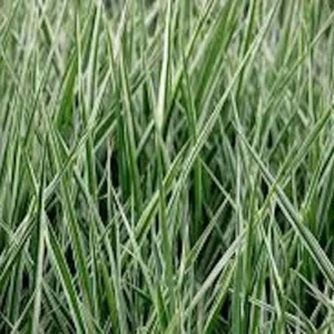 20 Variegated Monkey Grass Bare Roots - Liriope muscari 'Variegata' - Outdoor Perennial - Image 2