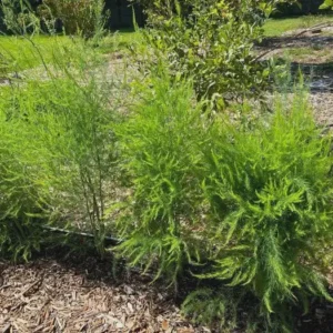 20 Viking KB3 Asparagus Bare Roots - Hardy Heirloom Vegetable Plant - Image 5