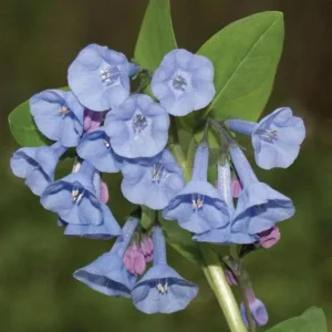 20 Virginia Bluebell Bulbs (Mertensia Virginica) - Hardy Wildflower - Image 2