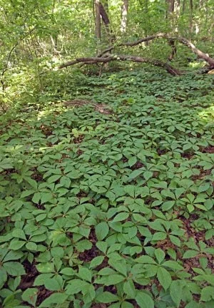 20 Virginia Creeper Bare Root Vines - Scarlet Fall Color, Deer Resistant - Image 6