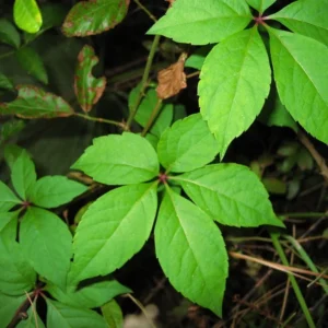 20 Virginia Creeper Bare Root Vines - Scarlet Fall Color, Deer Resistant - Image 8
