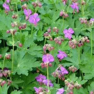 20 Wild Geraniums Cranesbill Bare Root Plants - Organic Geranium Maculatum - Image 8