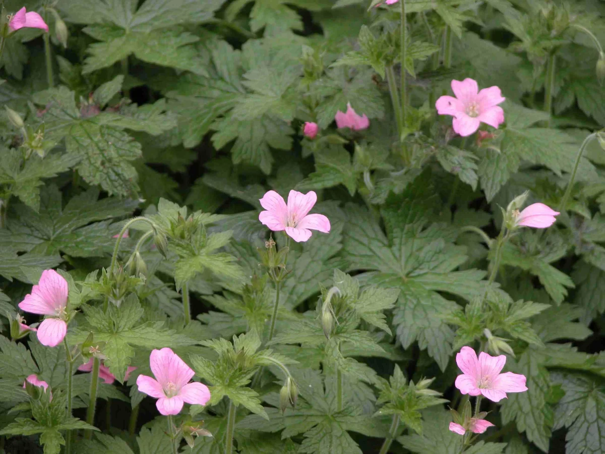 20 Wild Geraniums Cranesbill Bare Root Plants - Organic Geranium Maculatum - Image 1