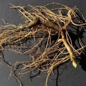 20 Wild Ginger Bare Root Plants - Asarum Canadense Native Wildflower - Image 4