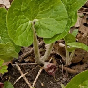 20 Wild Ginger Bare Root Plants - Asarum Canadense Native Wildflower - Image 6