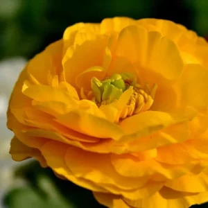 20 Yellow Ranunculus Flower Bulbs - Jumbo Size, Perennial, Zones 8-10 - Image 3