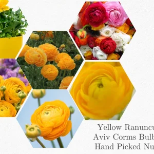 20 Yellow Ranunculus Flower Bulbs - Jumbo Size, Perennial, Zones 8-10 - Image 4