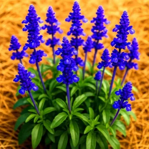 200+ Blue Sage Seeds - Mosquito Repellent Heirloom Herb Perennial - Image 1