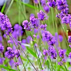 200+ Lavender Vera Seeds - Perennial, Non-GMO, Insect Repellent, Outdoor - Image 2
