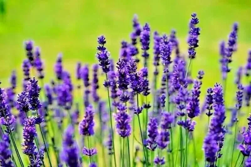 200+ Lavender Vera Seeds - Perennial, Non-GMO, Insect Repellent, Outdoor - Image 3
