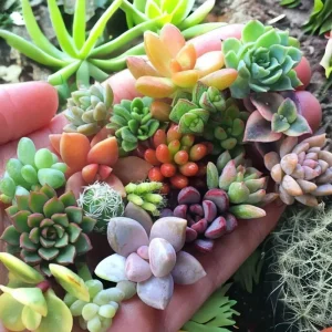 200 Mixed Succulent Seeds - Beautiful & Colorful Collection for Garden, Indoor & Outdoor - Image 3