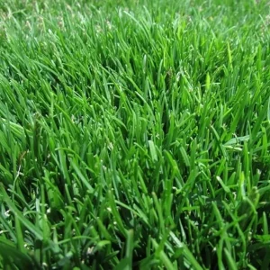 20,000 Emerald Zoysia Grass Seeds - Premium Lawn Turf, Drought & Heat Tolerant - Image 2