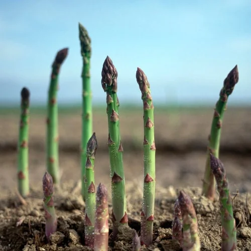25 Asparagus Plants 'Jersey Knight' - 2 Year Crowns - Large Bare Root Asparagus Crowns - Outdoor Vegetable - Image 2