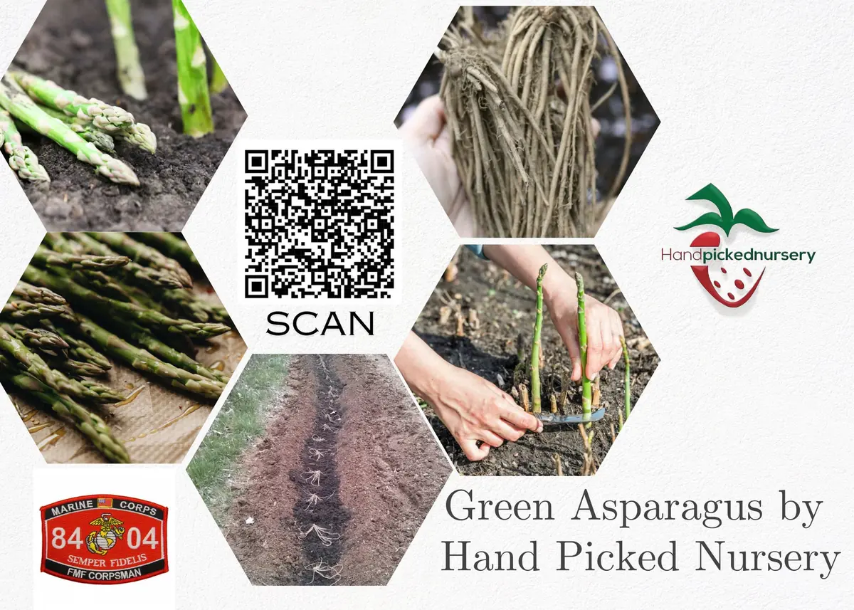 25 Asparagus Plants 'Jersey Knight' - 2 Year Crowns - Large Bare Root Asparagus Crowns - Outdoor Vegetable - Image 3