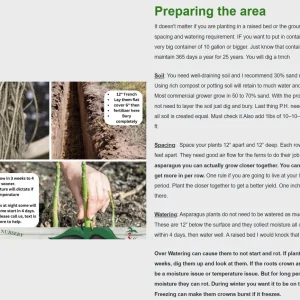 25 Asparagus Plants 'Jersey Knight' - 2 Year Crowns - Large Bare Root Asparagus Crowns - Outdoor Vegetable - Image 5