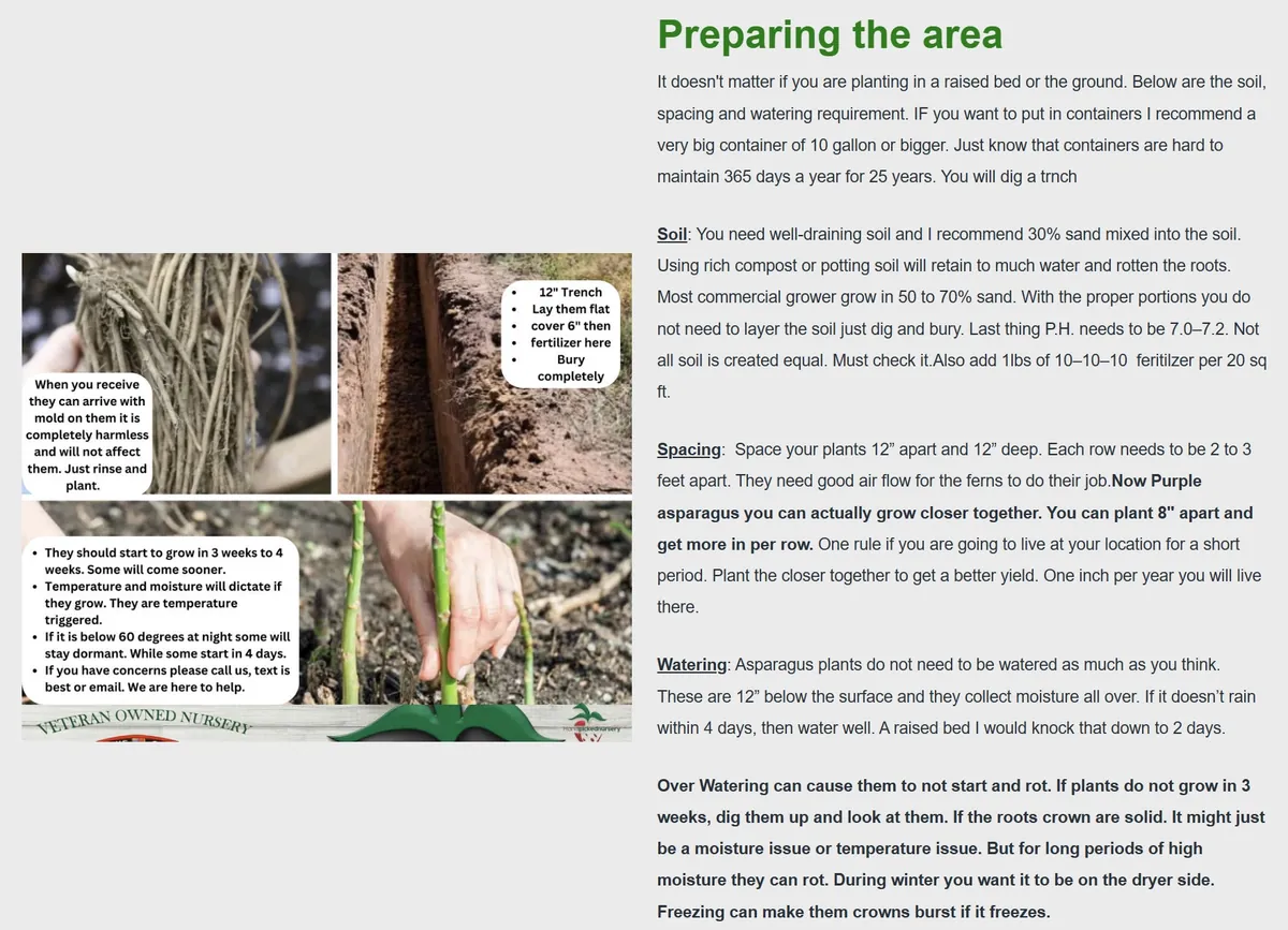 25 Asparagus Plants 'Jersey Knight' - 2 Year Crowns - Large Bare Root Asparagus Crowns - Outdoor Vegetable - Image 5