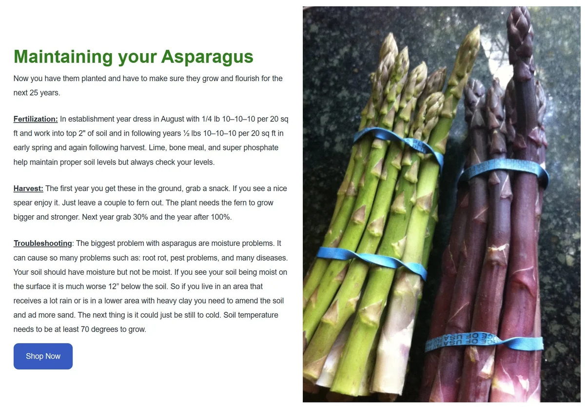 25 Asparagus Plants 'Jersey Knight' - 2 Year Crowns - Large Bare Root Asparagus Crowns - Outdoor Vegetable - Image 7