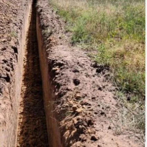 25 Asparagus Plants 'Jersey Knight' - 2 Year Crowns - Large Bare Root Asparagus Crowns - Outdoor Vegetable - Image 8