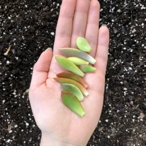 25 Assorted Succulent Leaves for Propagating - Colorful Indoor Live Plants - Image 2