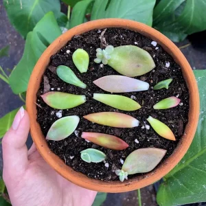 25 Assorted Succulent Leaves for Propagating - Colorful Indoor Live Plants - Image 1