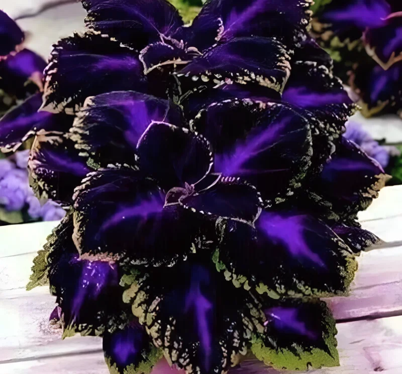 25+ Black Purple Coleus Seeds - Bold Foliage Plant - Easy-to-Grow - Image 3