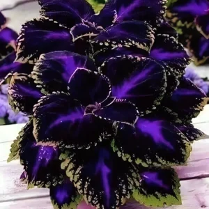 25+ Black Purple Coleus Seeds - Bold Foliage Plant - Easy-to-Grow - Image 7