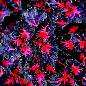 25 Coleus Black Dragon Lulu Seeds – Rare Dark Foliage Ornamental Flower Plant for Indoor & Outdoor - Image 5