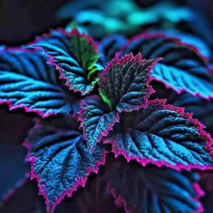 25+ Coleus Seeds - Rare Blue, Black, Green Foliage - Perennial Flower Seeds - Indoor/Outdoor - Image 9