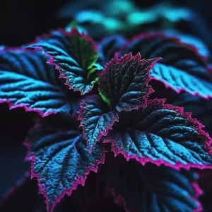 25+ Coleus Seeds – Rare Blue, Black, Green Foliage – Unique Garden Accent – Perennial Flower Seeds - Image 3